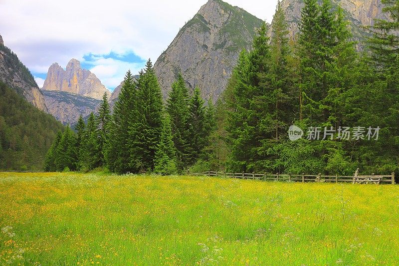 绿草如茵的草地和野花，田园诗般的拉瓦雷多峰，Auronzo di cadore山丘山脉和Puster山谷，戏剧性的天空日出黎明，戏剧性的全景和雄伟的Dolomites，意大利泰洛阿尔卑斯山